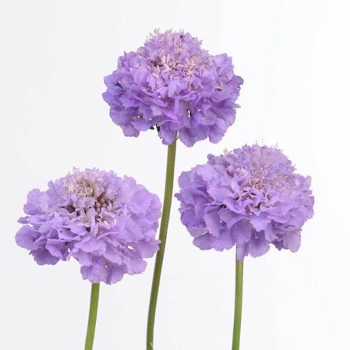 SCABIOSA Tall Double Lavender