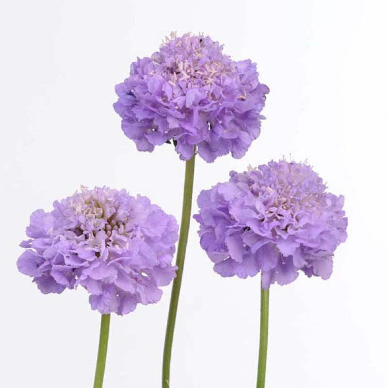 SCABIOSA Tall Double Lavender | 