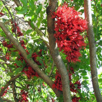 SCHOTIA brachypetala | Drunk Parrot Tree