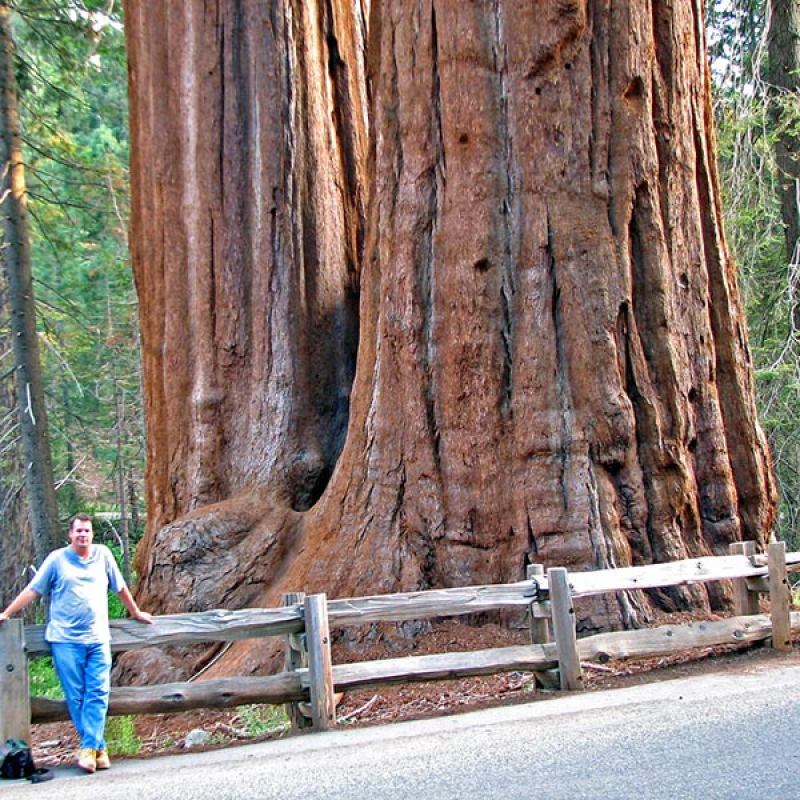 SEQUOIADENDRON giganteum syn. SEQUOIA gigantea | Giant Redwood