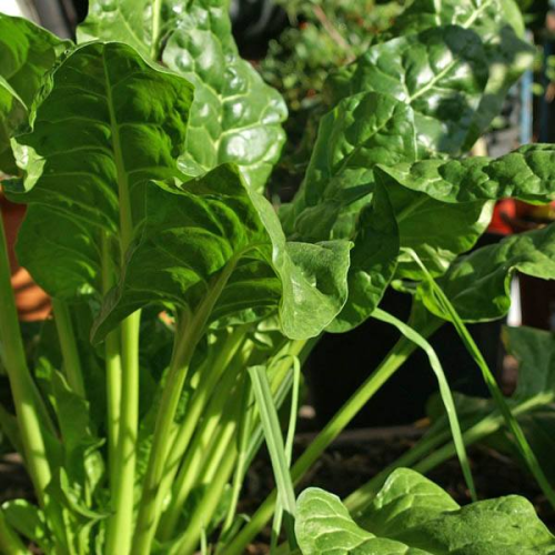 CHARD Fordhook Giant