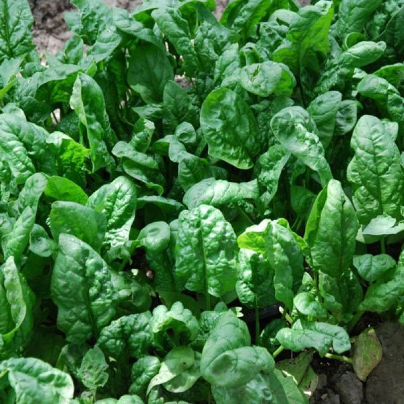 SPINACH Giant Noble | 
