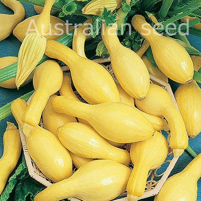 SQUASH Crookneck Early Yellow | 