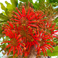 STENOCARPUS sinuatus - Firewheel Tree | Copyright Australian Seed