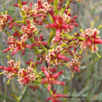 STIRLINGIA latifolia | Image by Margaret Donald