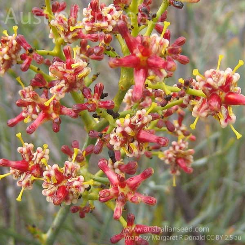 STIRLINGIA latifolia | Image by Margaret Donald 2.5 Australia (CC BY 2.5 AU)
