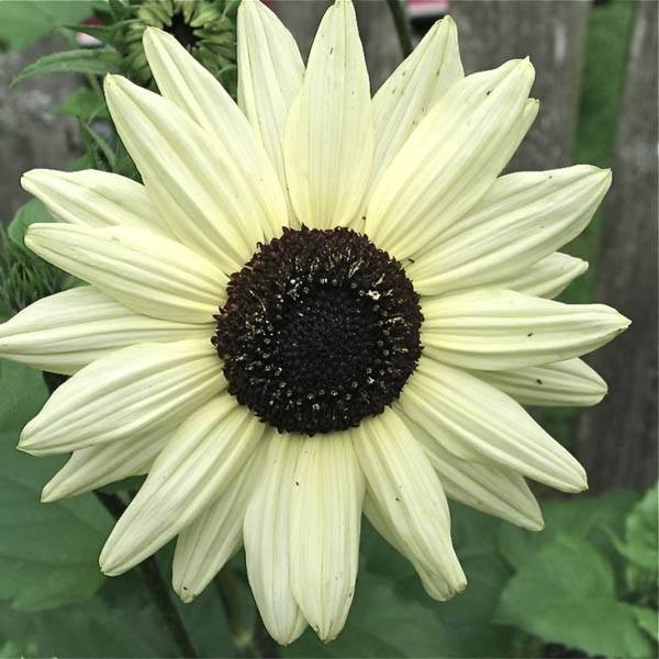 Sunflower White Italian