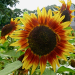 Buy sunflowers store