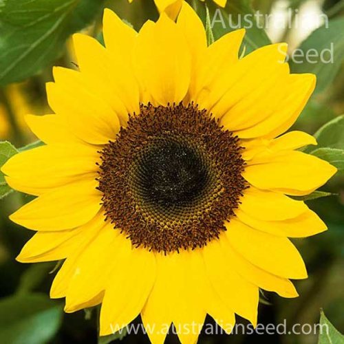 SUNFLOWER Happy Face Yellow