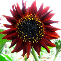 Sunflower Prado Red