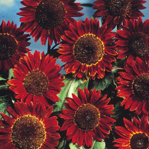 Sunflower Prado Red