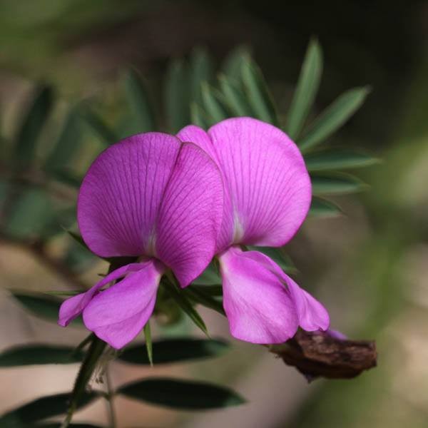 SWAINSONA galegifolia - Smooth Darling Pea