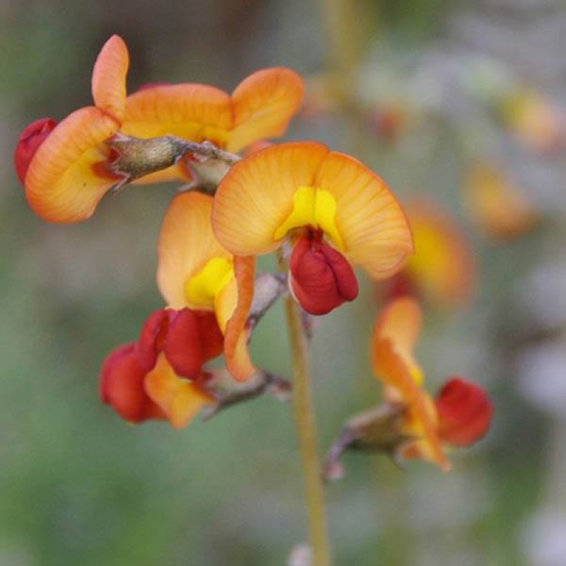 SWAINSONA stipularis | Orange Darling Pea
