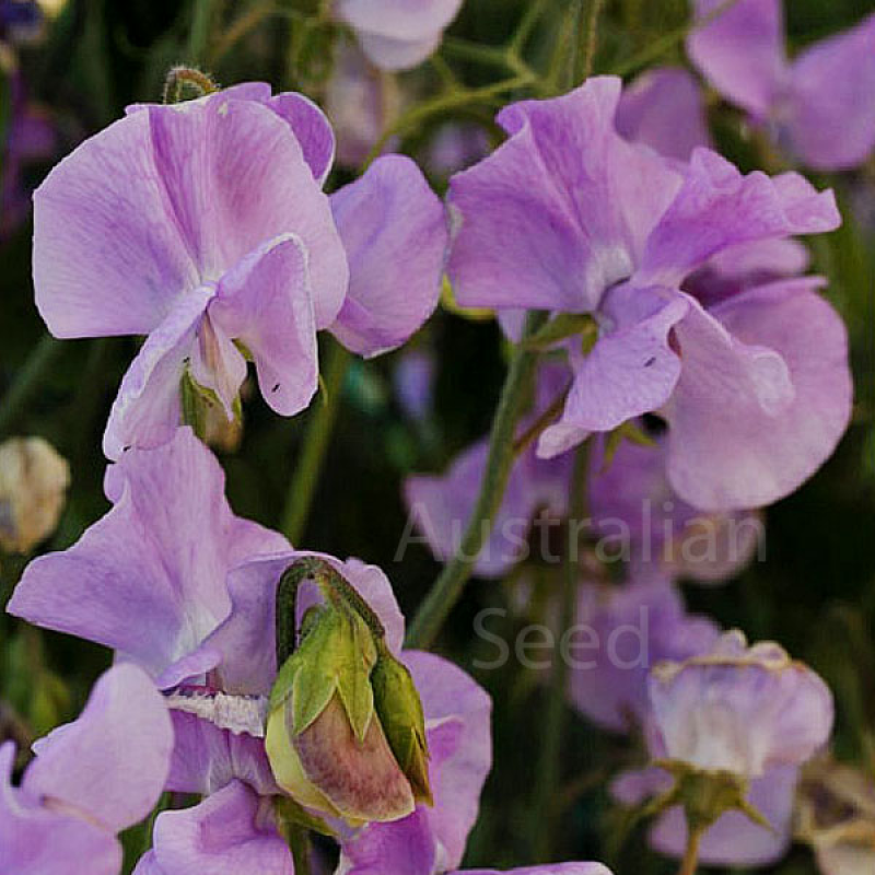 SWEET PEA Solstice Lavender | 