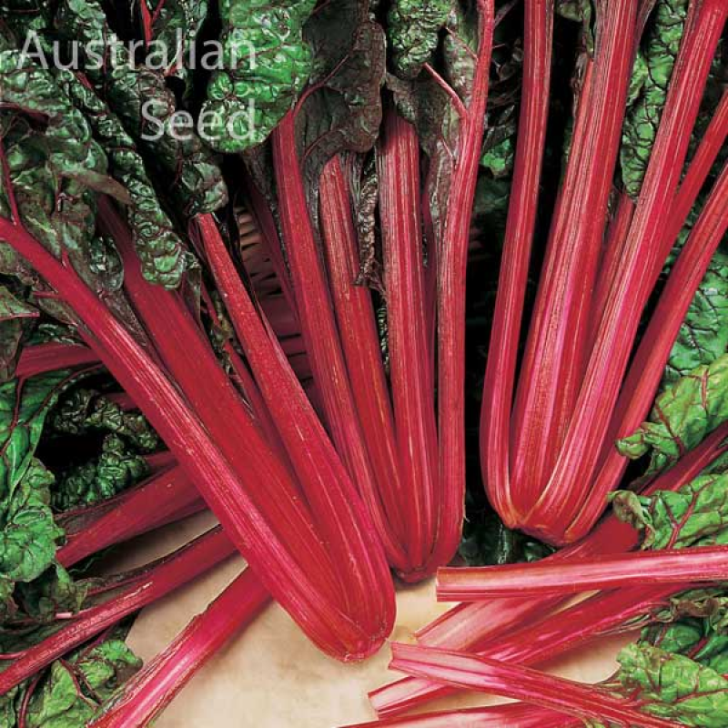 Buy, SILVERBEET Rhubarb Red (Swiss Chard) - BETA vulgaris