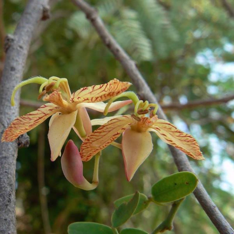 TAMARINDUS indica | Tamarin Tree