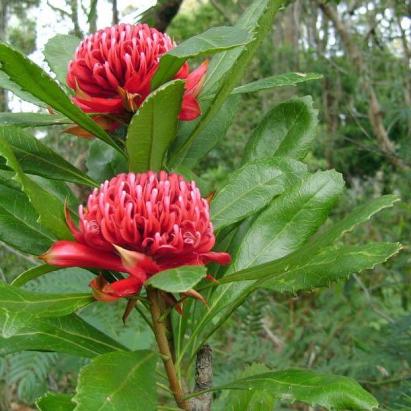 TELOPEA speciosissima | New South Wales Waratah