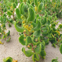 TETRAGONIA decumbens | Sea Spinach