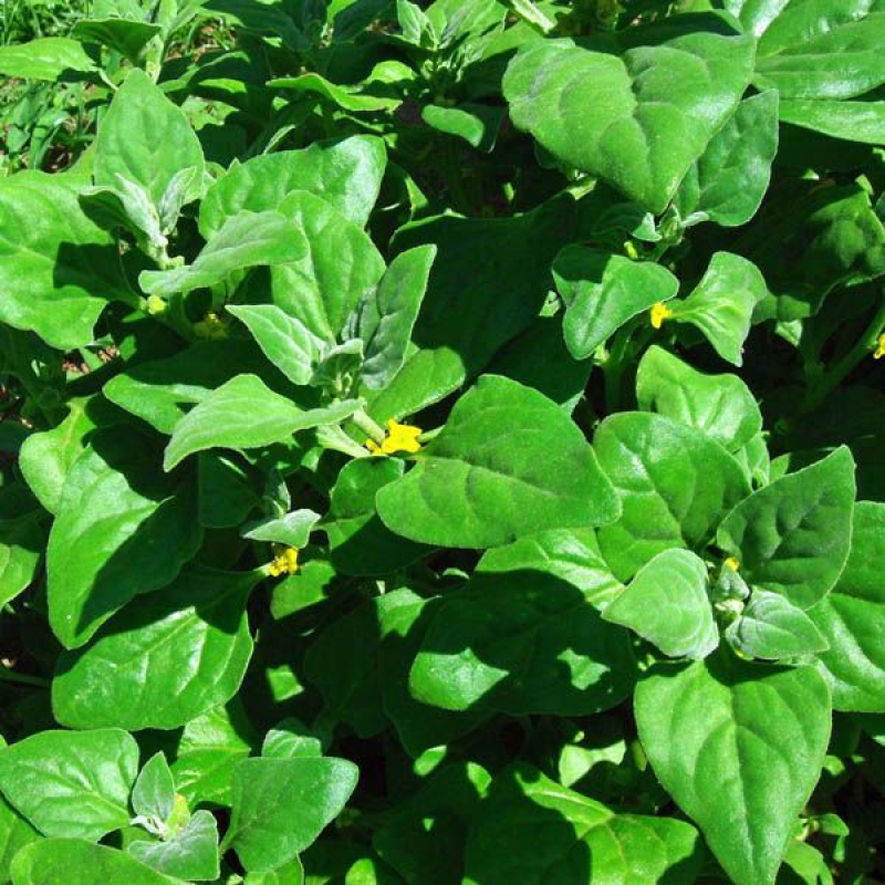 New Zealand Spinach | Tetragonia tetragoniodes