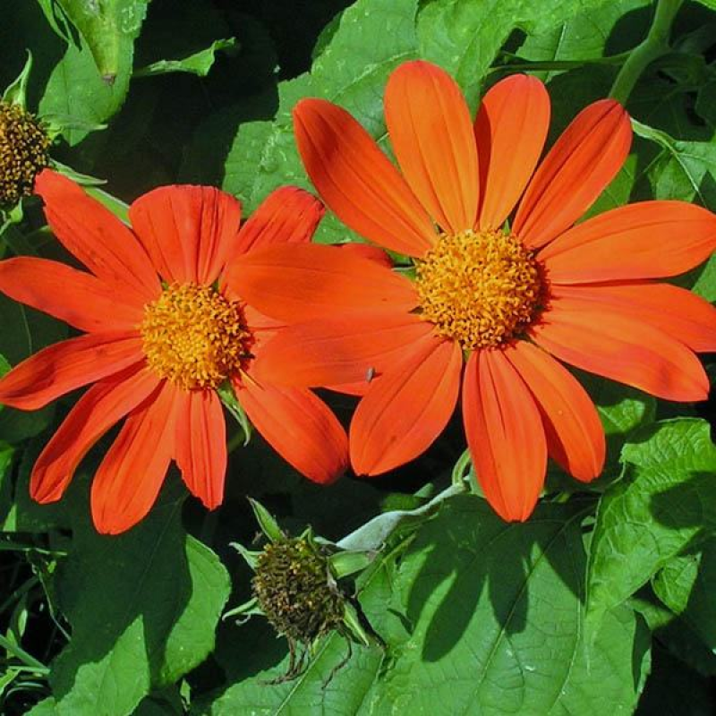 TITHONIA Gold Finger - Mexican Sunflower | 