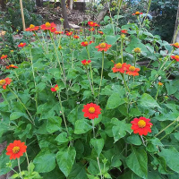 TITHONIA Gold Finger - Mexican Sunflower