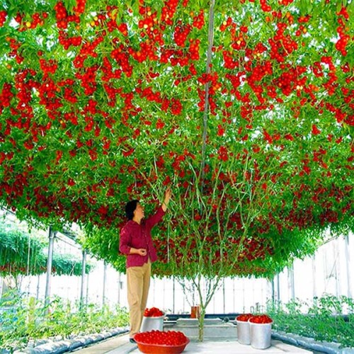 Giant Tree Tomato