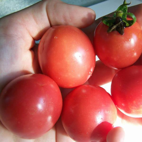 TOMATO Pearly Pink Cherry