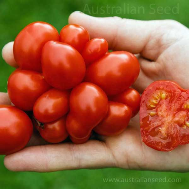 TOMATO Reistomate | Travellers Tomato