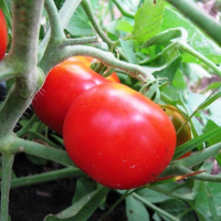 Tomato Stupice