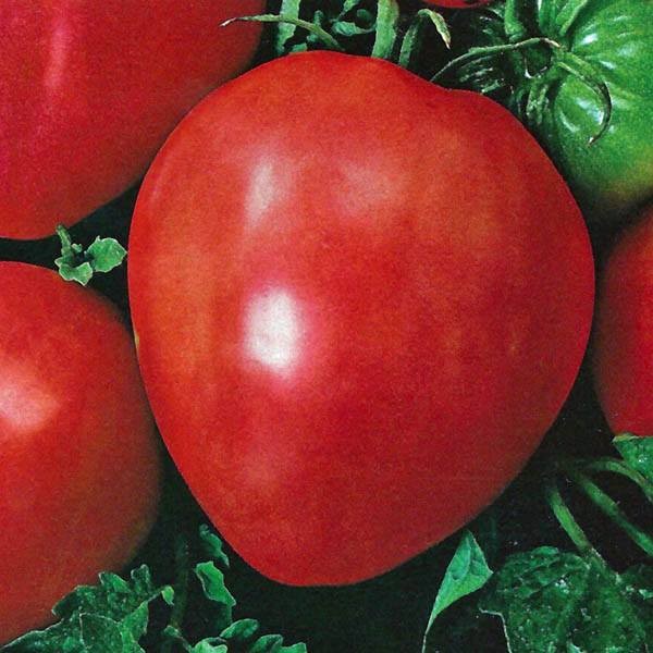 TOMATO Oxheart Red