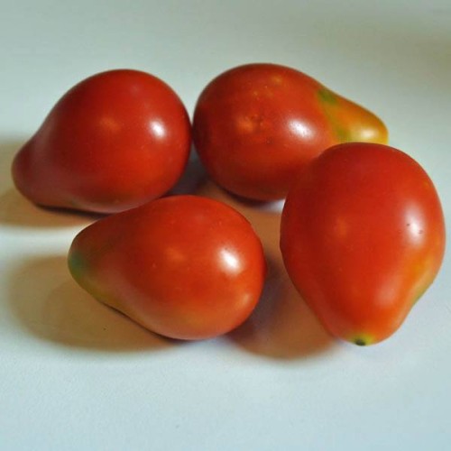 TOMATO Red Fig