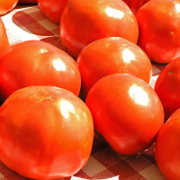 Tomato Russian Red