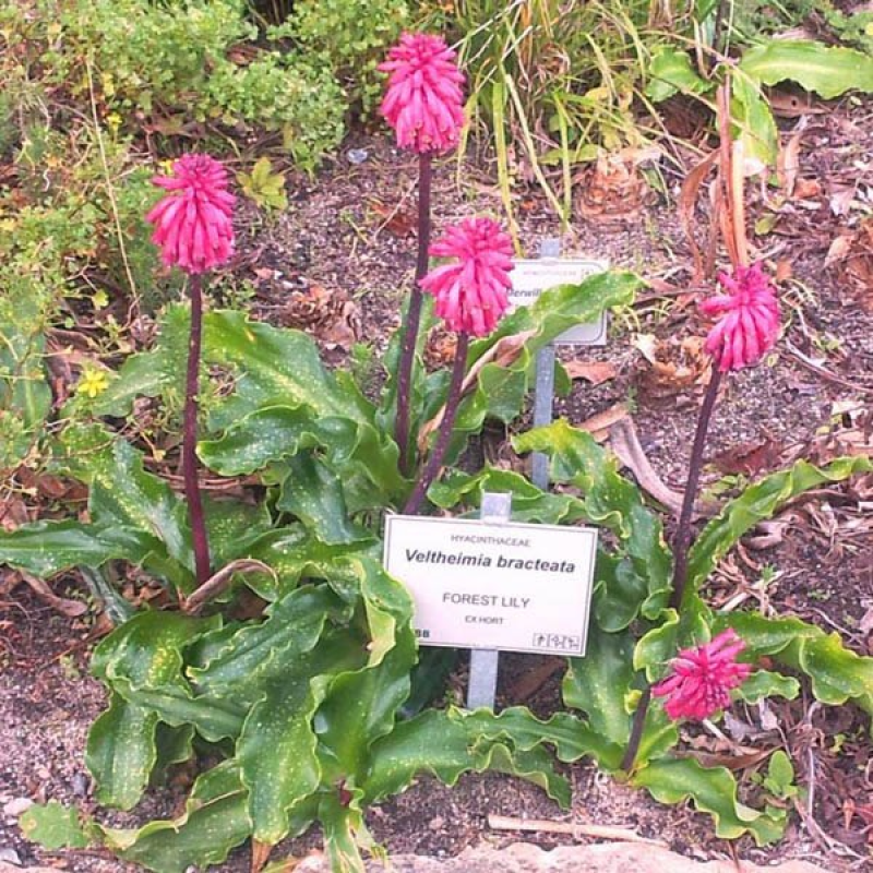 VELTHEIMIA bracteata | Pink Forest Lily