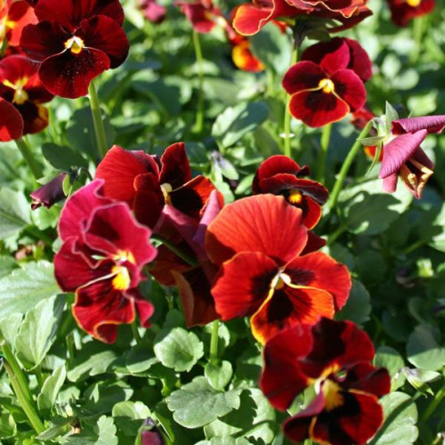 PANSY Arkwright Ruby