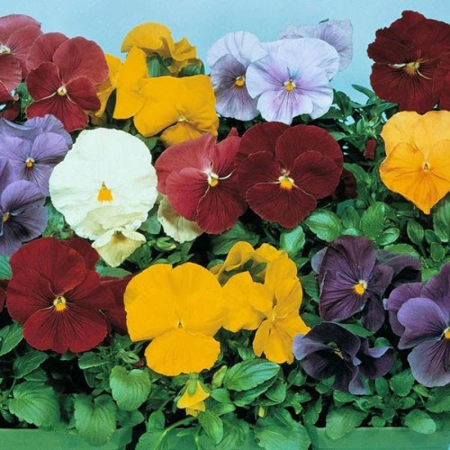 PANSY Clear Crystal Mix