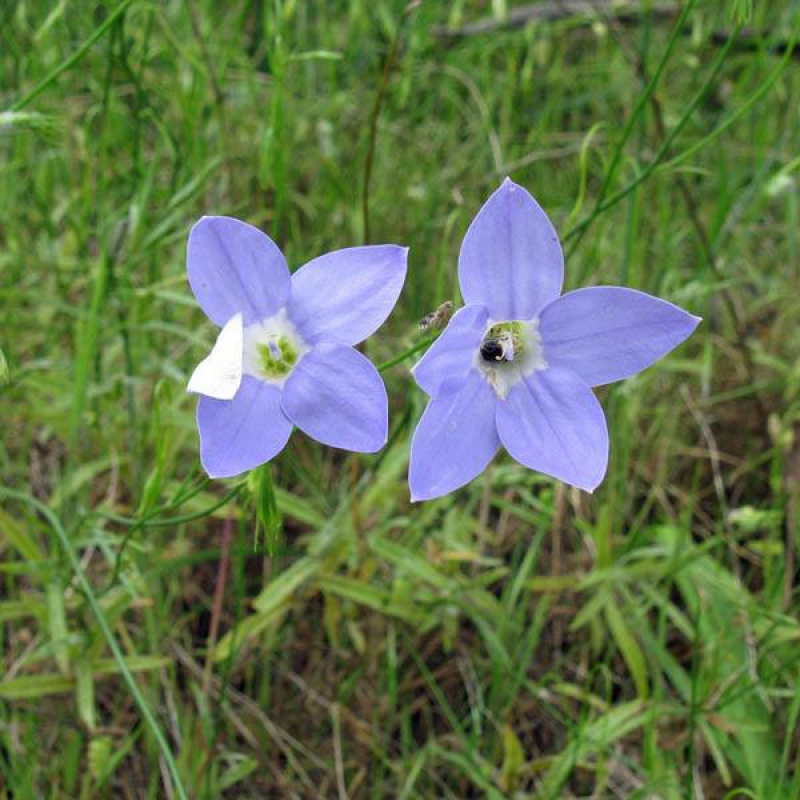 WAHLENBERGIA stricta | Tall Bluebell