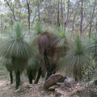 XANTHORRHOEA australis