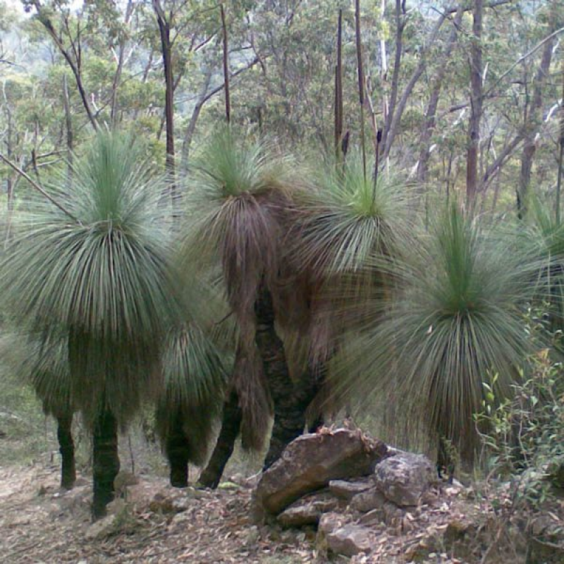 XANTHORRHOEA australis | Grass Tree