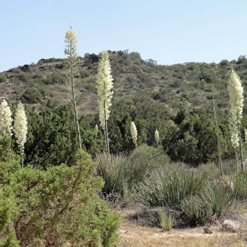 YUCCA whipplei | Our Lords Candle