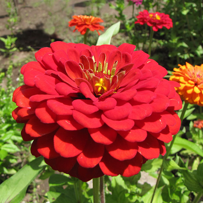 ZINNIA elegans - Will Rogers | Image by ZooFari 3.0 Unported (CC BY-SA 3.0)