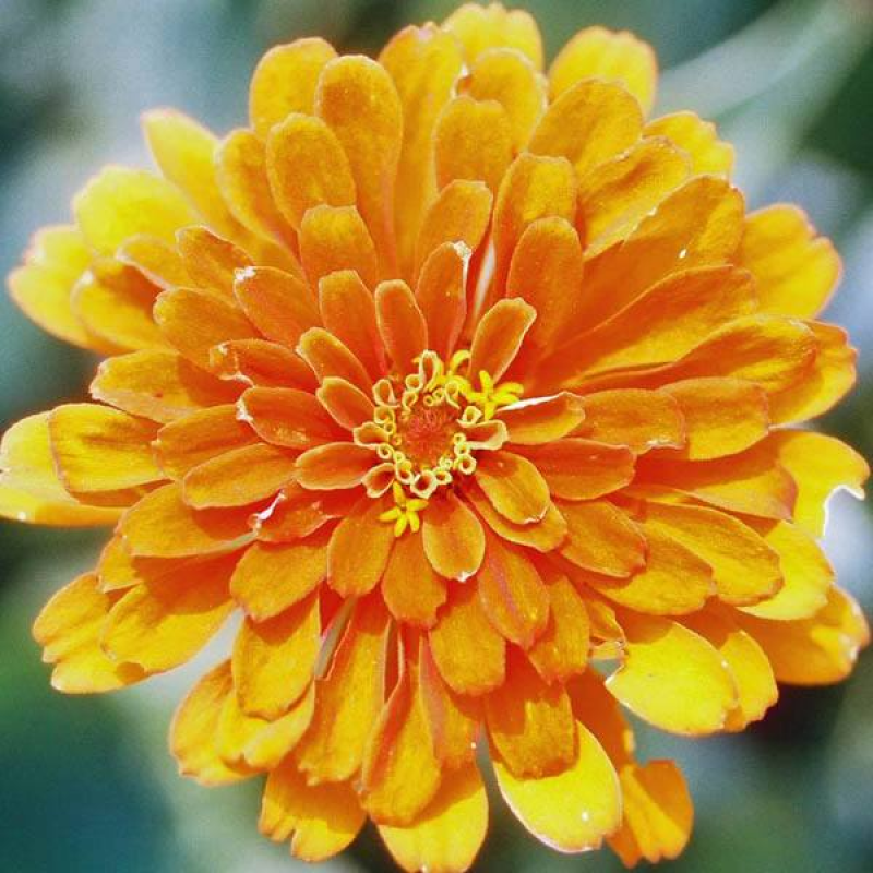 ZINNIA Oriole Dahlia Flowered | 