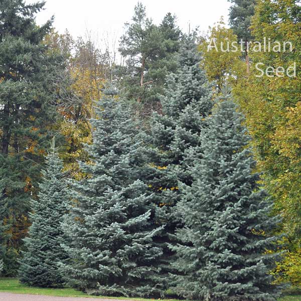 White Fir Seeds Abies concolor 