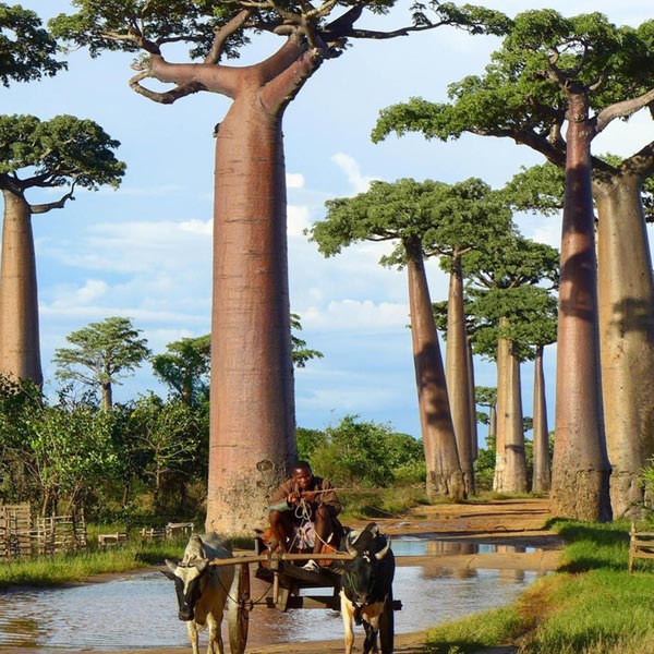 African Baobab Tree Adansonia Digitata  15 fresh seeds Bonsai Same day Dispatch