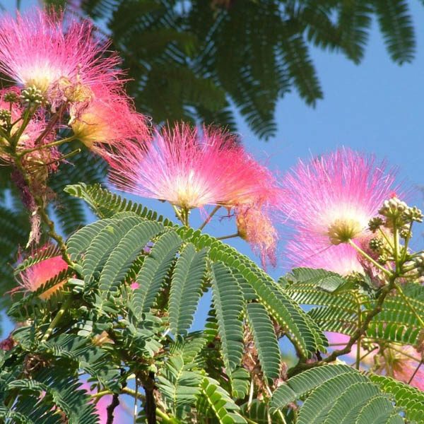 Buy Albizia Julibrissin Pink Silk Tree Seed Australian Seed Buy Albizia Julibrissin Pink Silk Tree Seed Australian Seed