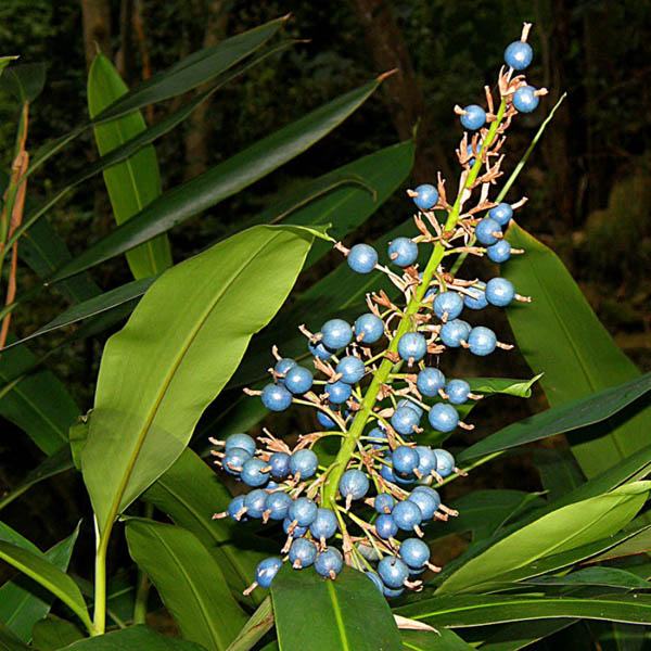 Native Blue Ginger Seed Bush Tucker No Frost/Drought Alpinia caerulea Evergreen
