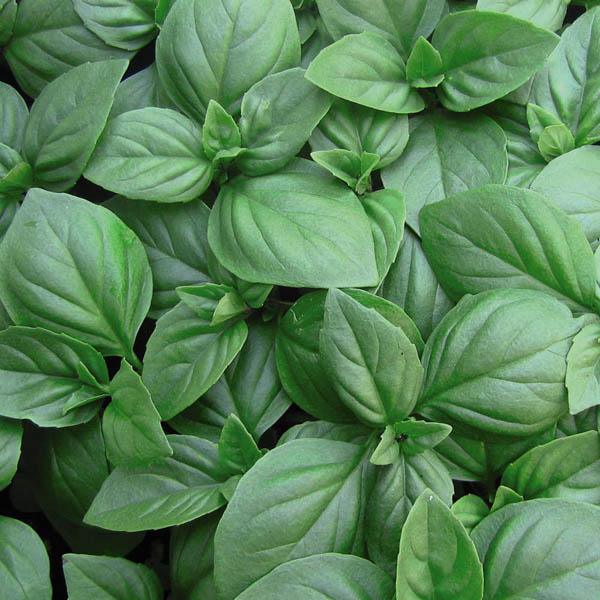 Best Mail Order Nursery Plants - Paint a black wall in the bedroom! - With buyers at good local nurseries, and see what they can order for you.