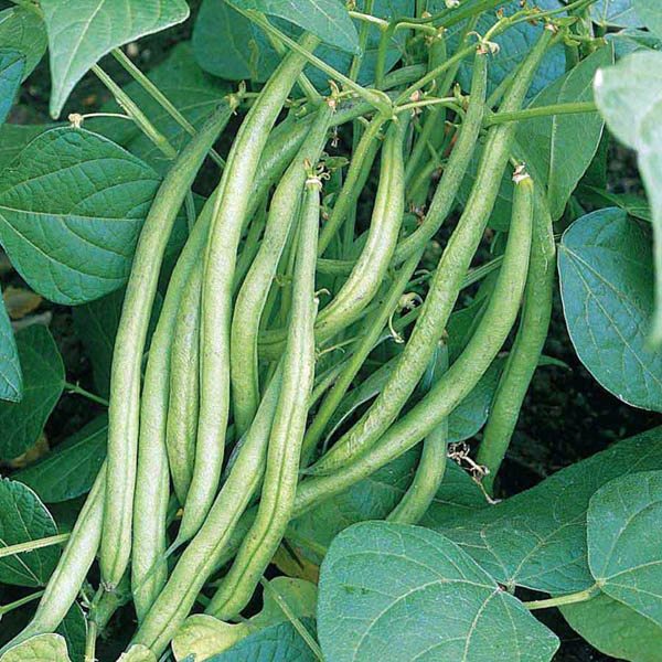 BEAN Climbing Kentucky Wonder (Heirloom) - Beans | Australian Seed