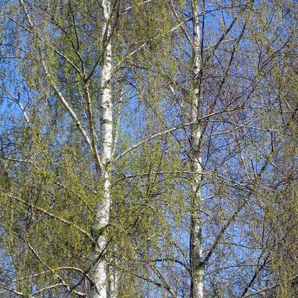 SILVER BIRCH SEEDS ; White bark Ornamental tree Betula pendula