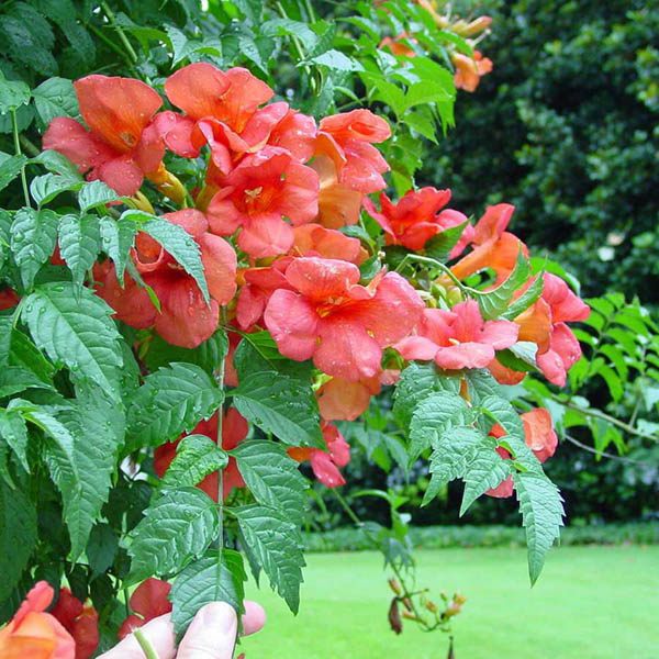 Campsis radicans - Wikipedia