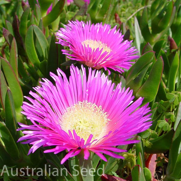 ; Australian native ground cover Coastal Pigface Seeds CARPOBROTUS virescens 